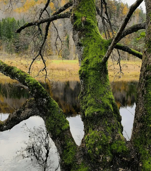 Old tree covered in moss