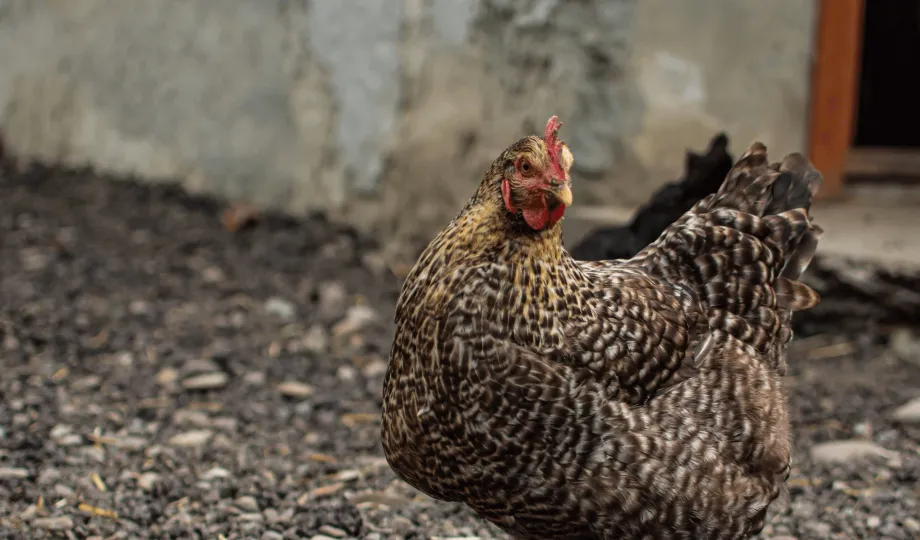 egg laying hens at the homestead