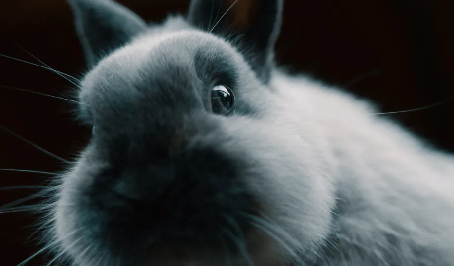 rabbit curious on the camera at the homestead