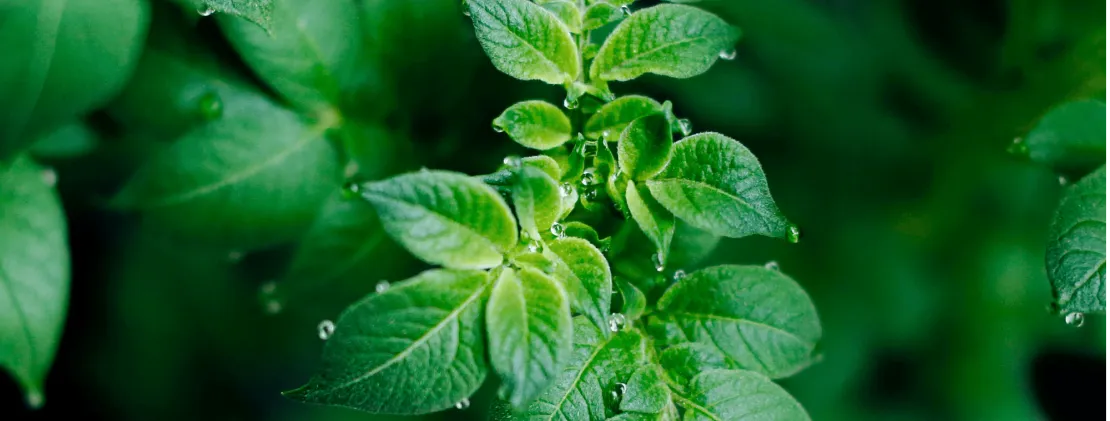 Potato plant foliage