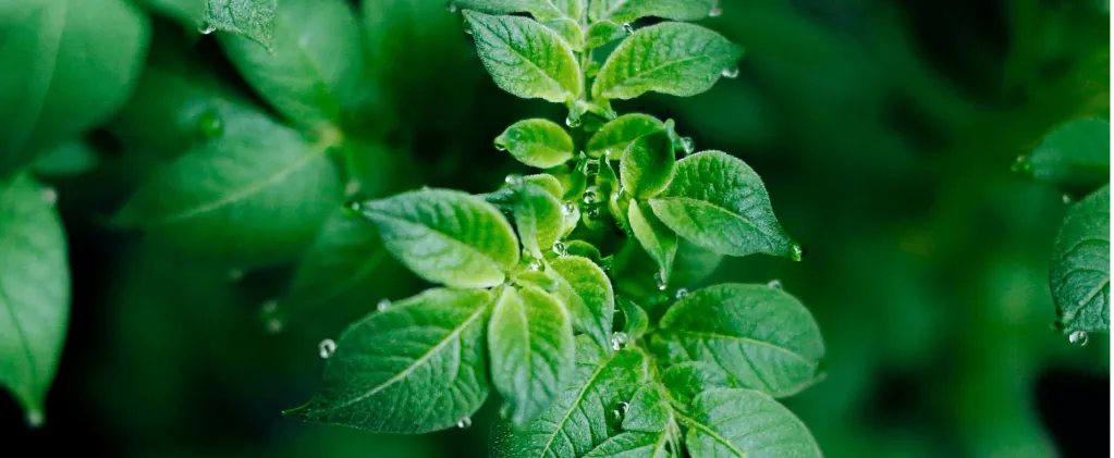 Potato plant foliage